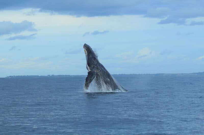 Puerto Vallarta: Whale Watching Photo Safari - A small boat with a big view