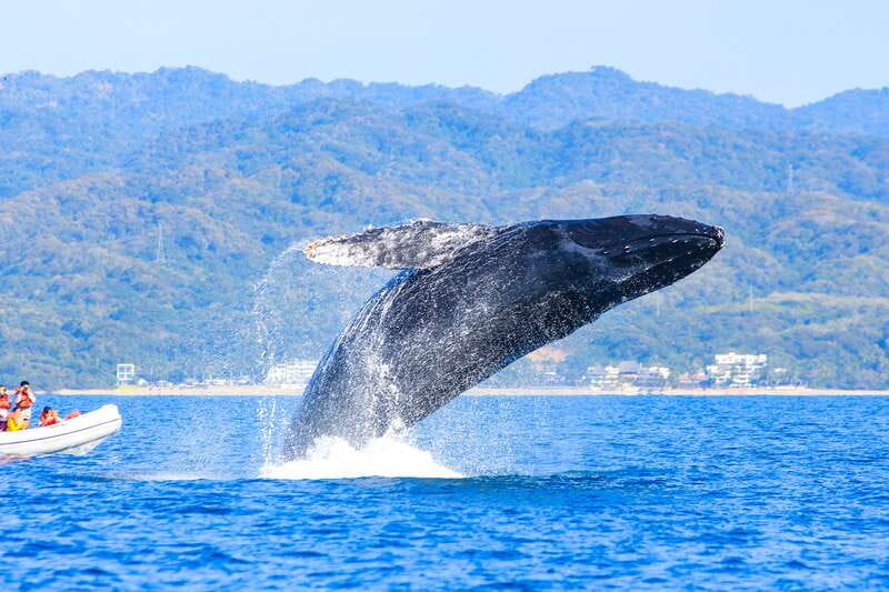 Puerto Vallarta: Whale Watching Photo Safari - Photographing humpbacks without missing the moment