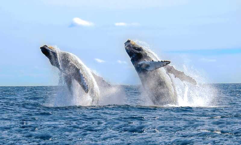 Puerto Vallarta: Whale Watching Photo Safari - How the $89 price works for you