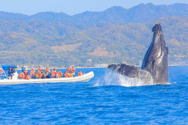 Puerto Vallarta: Whale Watching Photo Safari - The most important limits