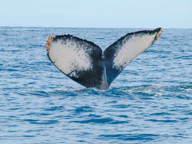 Puerto Vallarta: Whale Watching Photo Safari - Who will enjoy this whale safari?