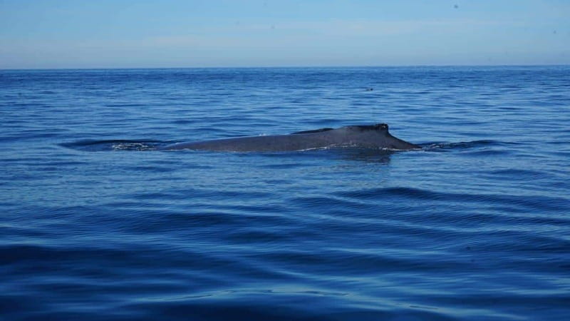 Puerto Vallarta: Whale Watching with Guide - Why La Ventana is the setting