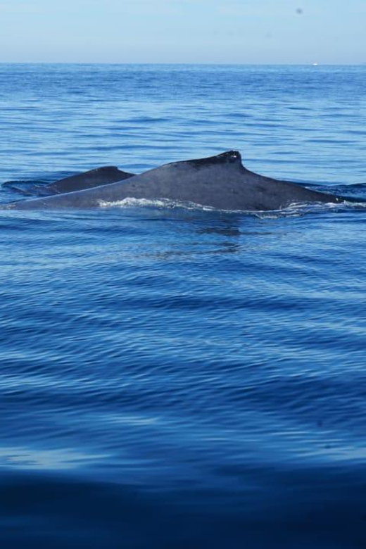 Puerto Vallarta: Whale Watching with Guide - Should you book this whale-watching trip?