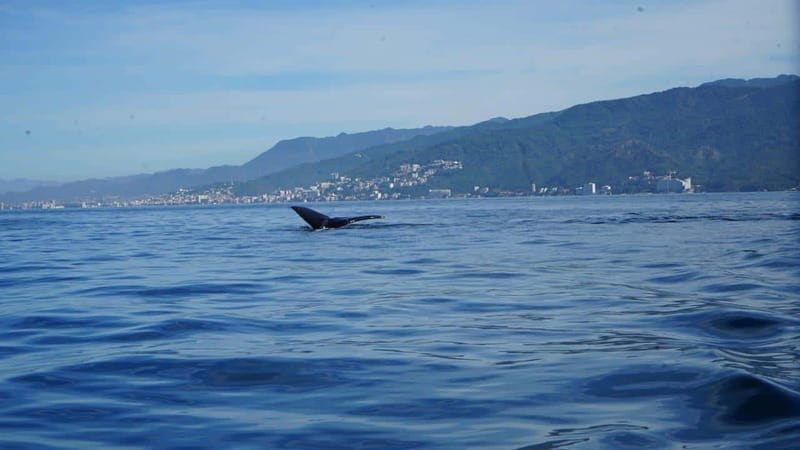 Puerto Vallarta: Whale Watching with Guide - Boarding the boat and getting ready