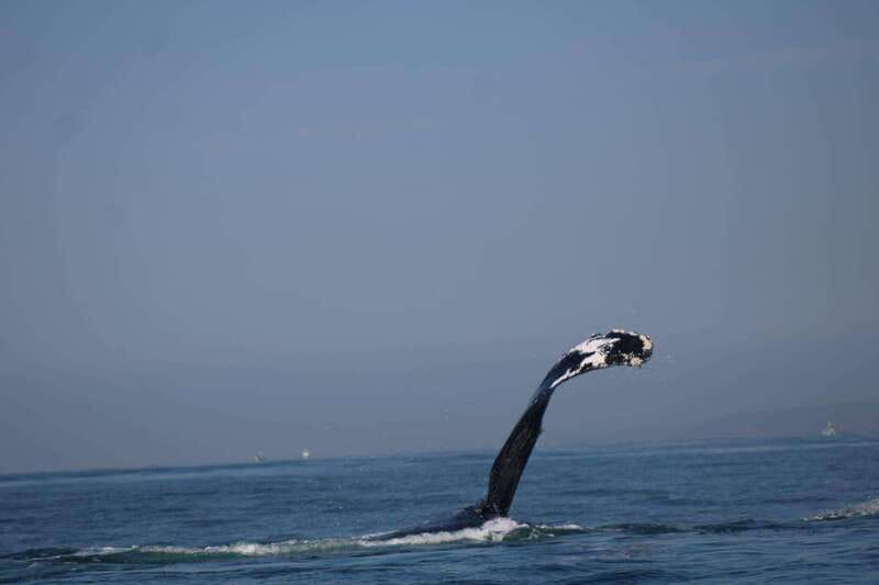 Puerto Vallarta: Whale Watching with Guide - How long is three hours on this trip?