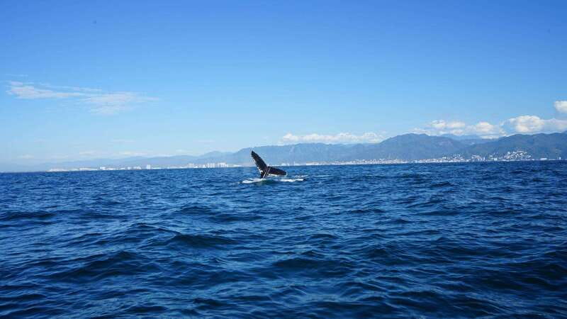 Puerto Vallarta: Whale Watching with Guide - The small-boat tradeoff