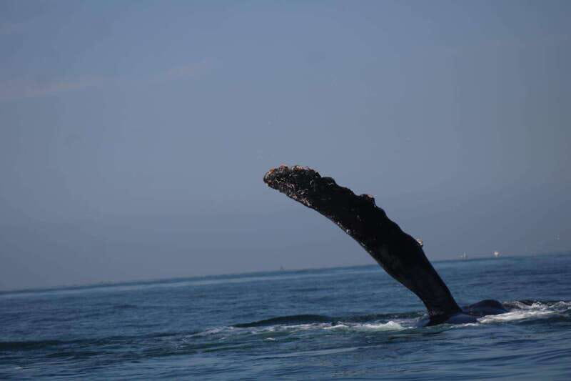 Puerto Vallarta: Whale Watching with Guide - What the $45 price really covers