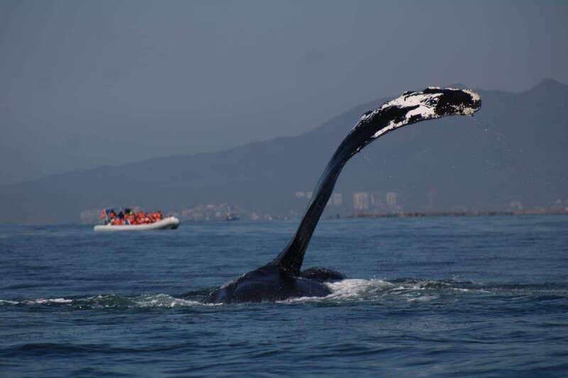 Puerto Vallarta: Whale Watching with Guide - Practical tips for a better outing
