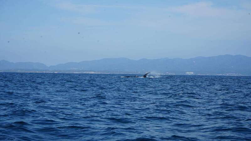 Puerto Vallarta: Whale Watching with Guide - Looking for humpback whales in the bay