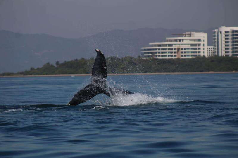 Puerto Vallarta: Whale watching - The Ride Out and the Search for the First Blow