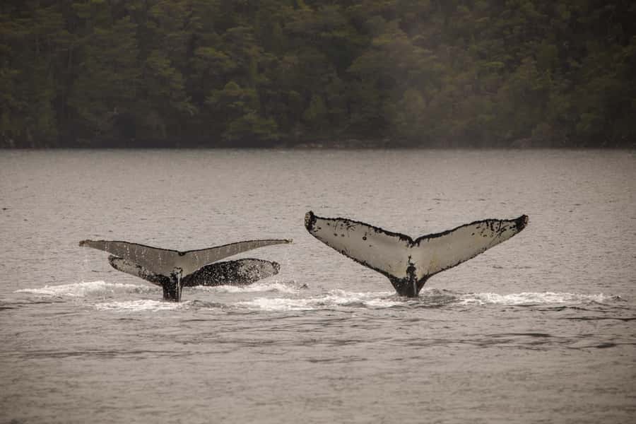 Punta Arenas: Full-Day Whales, Penguins, and Glaciers Tour - Is the $365 price fair?