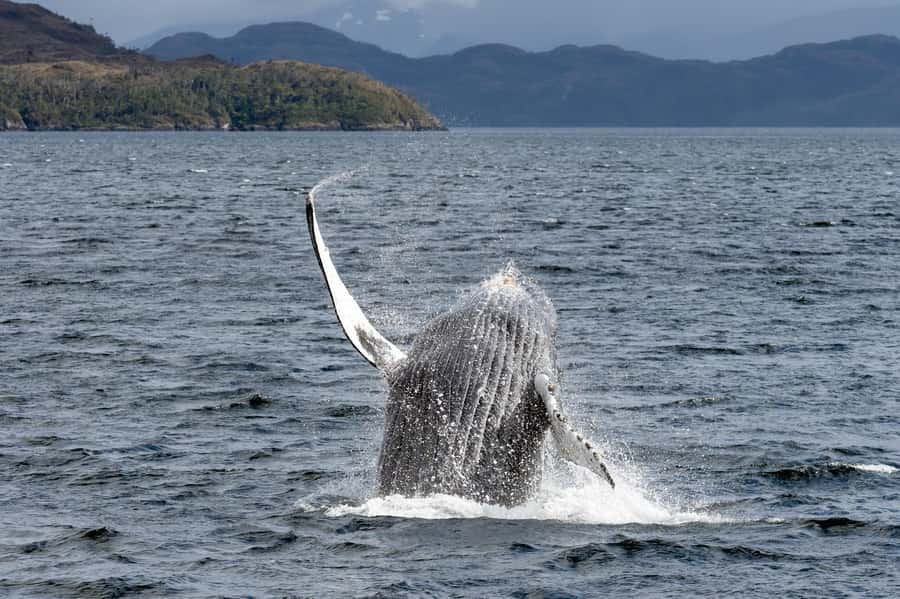 Punta Arenas: Full-Day Whales, Penguins, and Glaciers Tour - Why this Punta Arenas cruise is special
