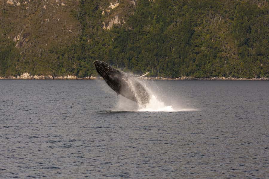 Punta Arenas: Full-Day Whales, Penguins, and Glaciers Tour - Whale watching in Francisco Coloane Marine Park