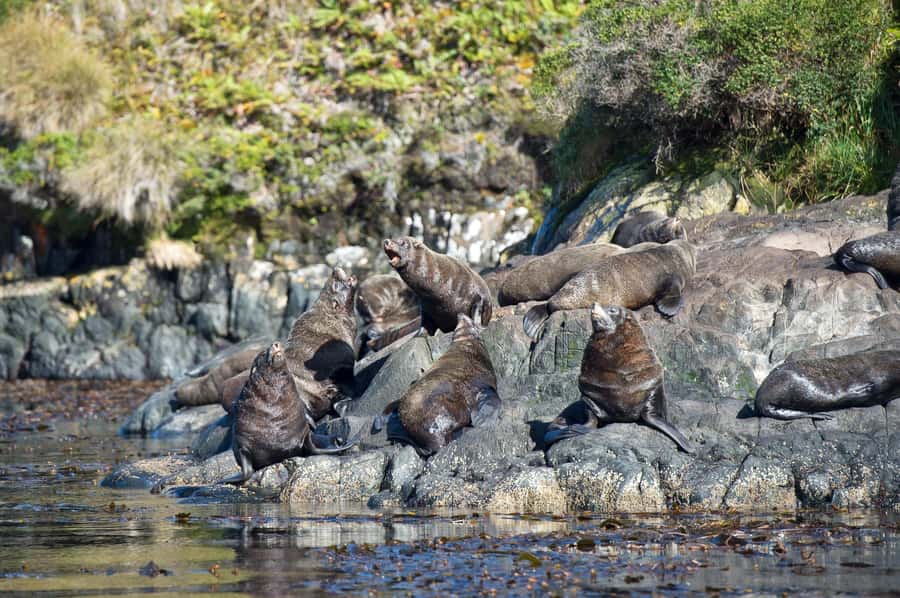 Punta Arenas: Full-Day Whales, Penguins, and Glaciers Tour - Glaciers, waterfalls, and a memorable lunch stop
