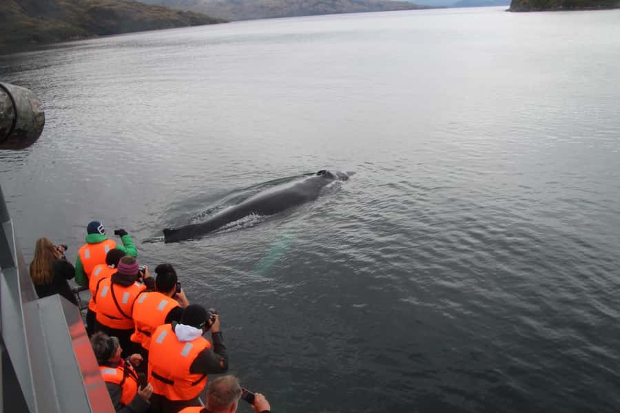 Punta Arenas: Full-Day Whales, Penguins, and Glaciers Tour - The long return through the strait
