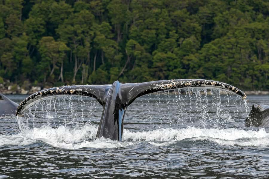 Punta Arenas: Full-Day Whales, Penguins, and Glaciers Tour - The 4 a.m. start and bus ride south