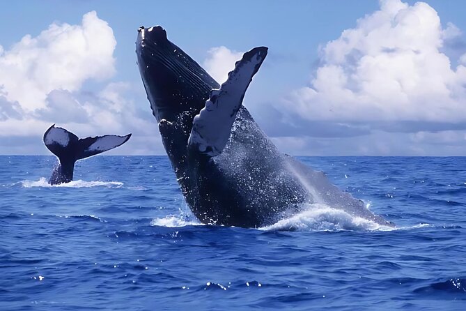 Punta Cana Whale Watching and Bacardi Island Day Trip - Key points to know before booking