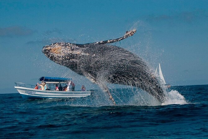 Punta Cana Whale Watching and Bacardi Island Day Trip - Why the whales are the day’s main event