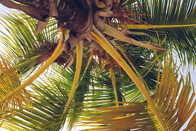 Punta Cana Whale Watching and Bacardi Island Day Trip - Is $180 a fair price?