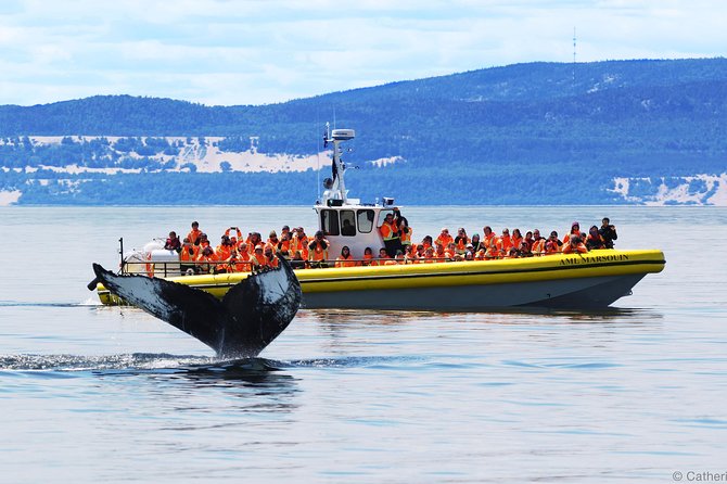 Québec City: Whale Watching Tour with Bus Transportation - Key points to know before booking