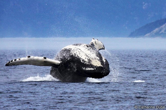 Québec City: Whale Watching Tour with Bus Transportation - Whale watching in the Saguenay-Saint Lawrence Marine Park