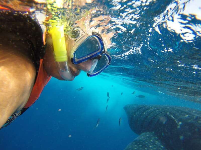 Quintana Roo: Whale Shark Swim, Private Boat Trip, and Lunch - The whale shark day begins before the boat