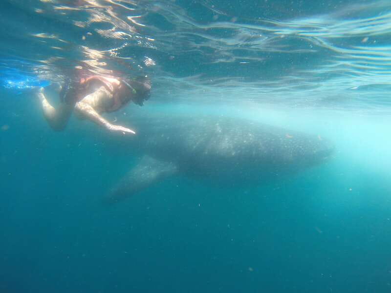 Quintana Roo: Whale Shark Swim, Private Boat Trip, and Lunch - A 40-minute speedboat ride to Isla Contoy waters