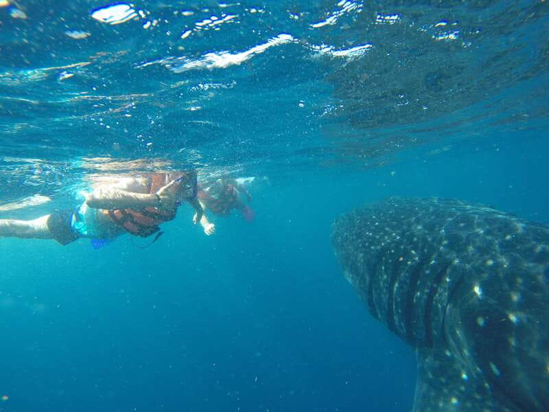 Quintana Roo: Whale Shark Swim, Private Boat Trip, and Lunch - Lunch at Playa Norte on Isla Mujeres