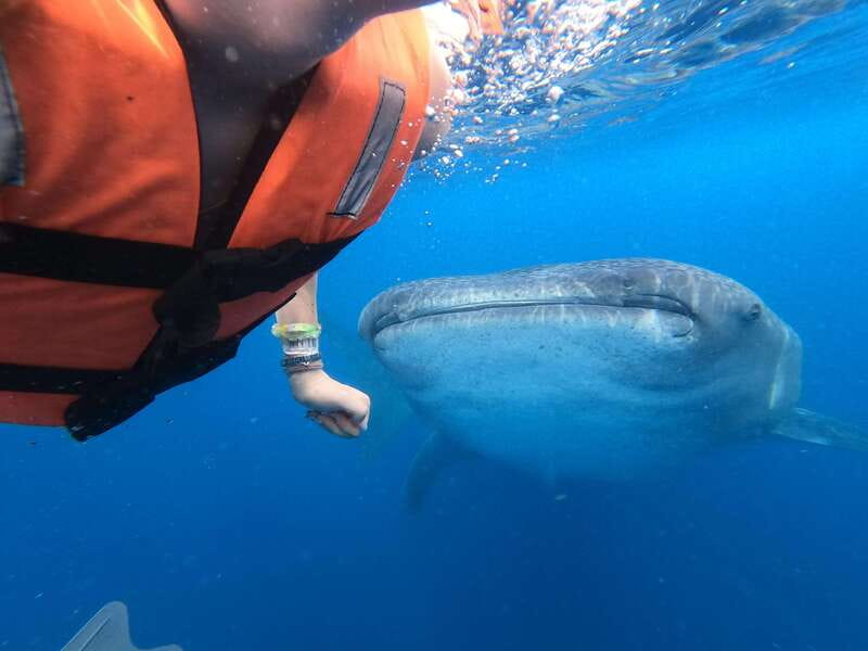 Quintana Roo: Whale Shark Swim, Private Boat Trip, and Lunch - The return trip adds another hour of boat time