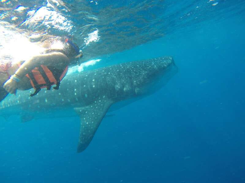 Quintana Roo: Whale Shark Swim, Private Boat Trip, and Lunch - What the $1,899 private price really covers