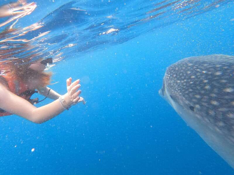 Quintana Roo: Whale Shark Swim, Private Boat Trip, and Lunch - What to pack for an open-water day