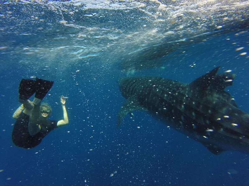 Quintana Roo: Whale Shark Swim, Private Boat Trip, and Lunch - Who will get the most from this private cruise