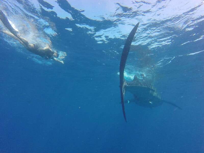 Quintana Roo: Whale Shark Swim, Private Boat Trip, and Lunch - Should you book this whale shark tour?