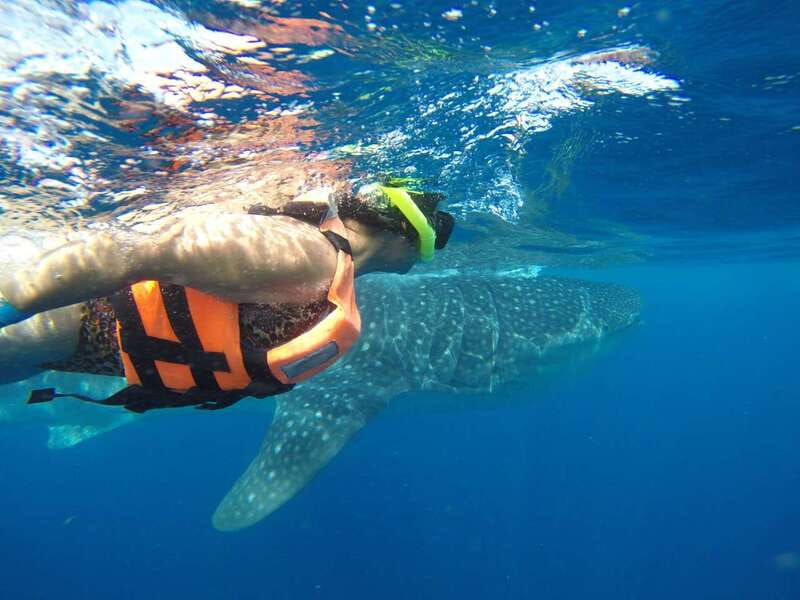 Quintana Roo: Whale Shark Swim, Private Boat Trip, and Lunch - Three hours for snorkeling and whale shark viewing