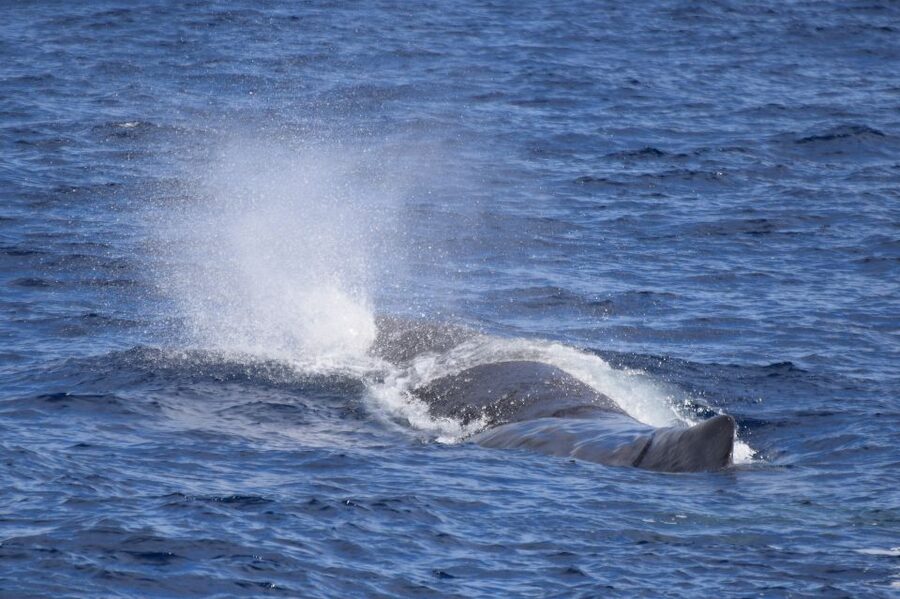 Rabo de Peixe: Sperm Whale Sanctuary Expedition - Key points to know before booking