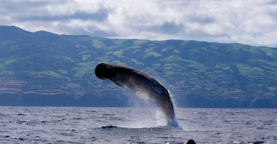 Rabo de Peixe: Sperm Whale Sanctuary Expedition - Why sperm whales make this São Miguel outing special