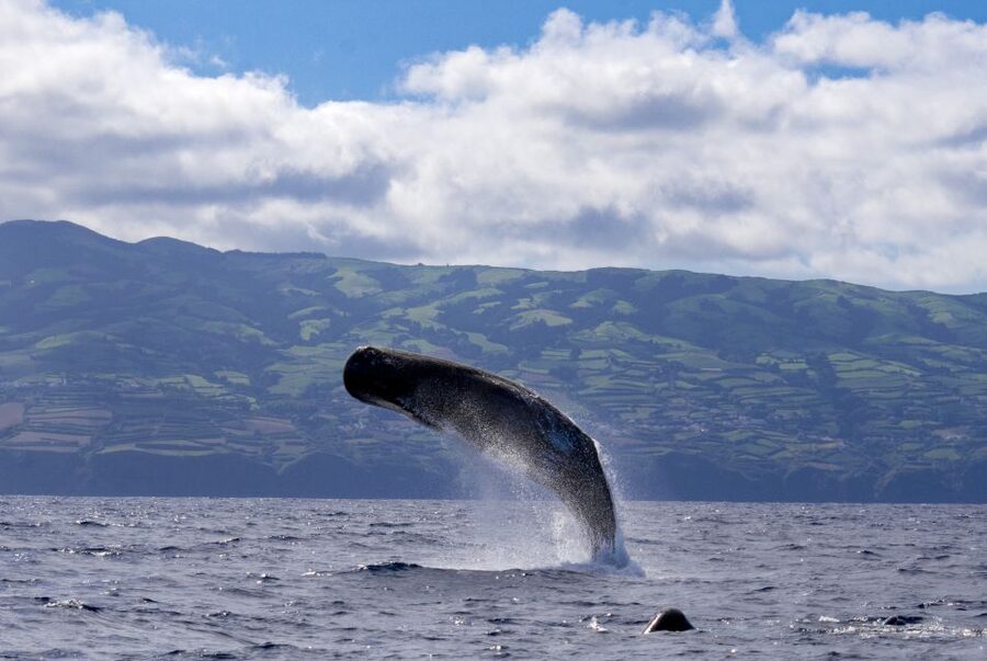 Rabo de Peixe: Sperm Whale Sanctuary Expedition - Three hours on the Atlantic
