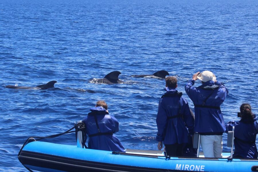 Rabo de Peixe: Sperm Whale Sanctuary Expedition - Meeting the dolphins, turtles, and other sea life