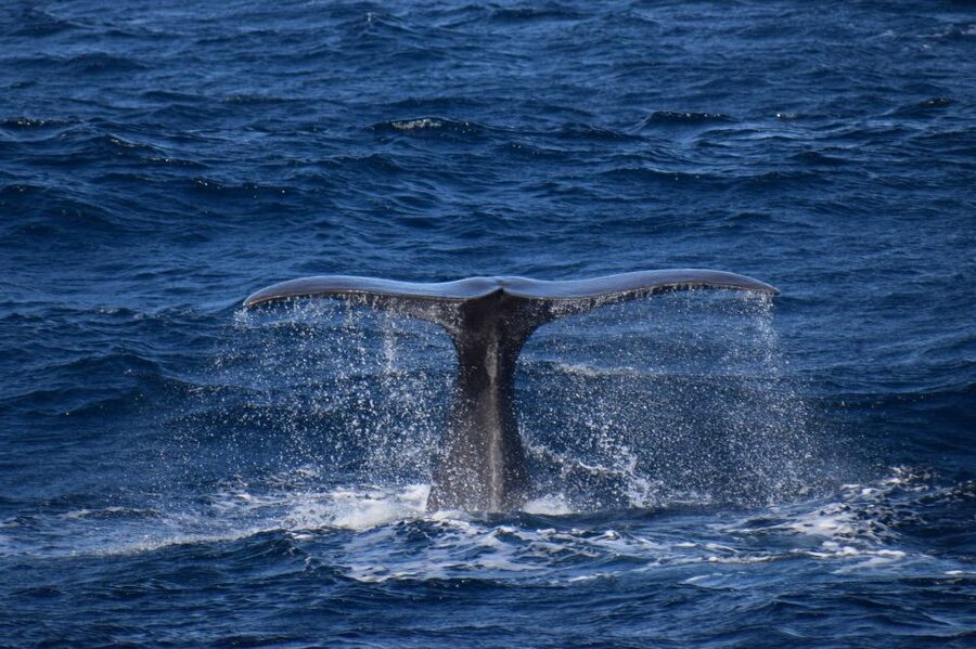 Rabo de Peixe: Sperm Whale Sanctuary Expedition - Watching sperm whales without chasing them