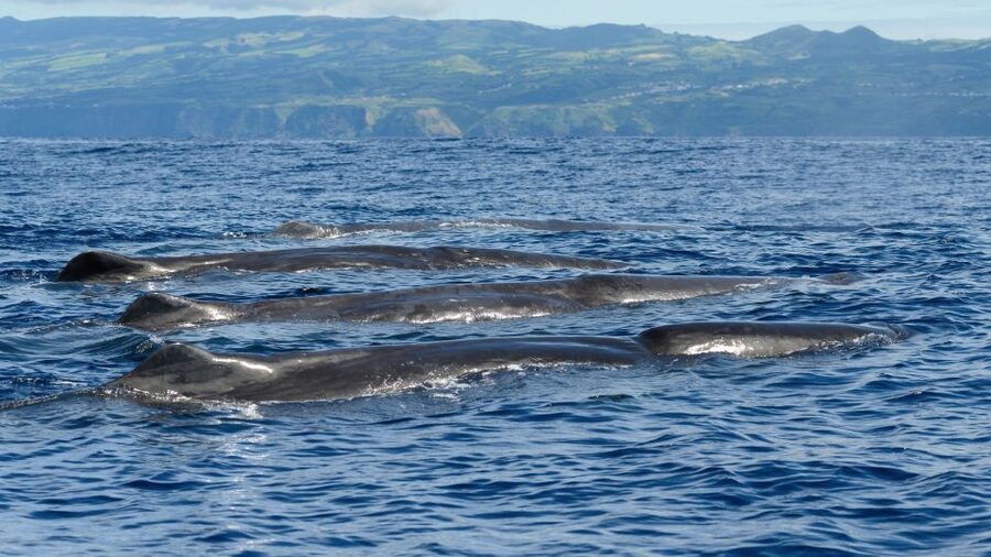 Rabo de Peixe: Sperm Whale Sanctuary Expedition - Learning from a marine biologist
