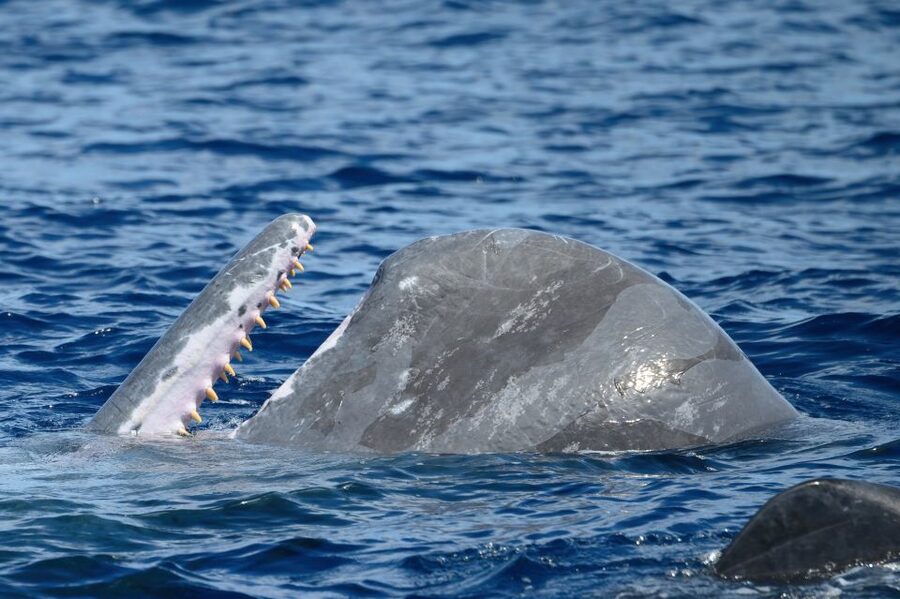 Rabo de Peixe: Sperm Whale Sanctuary Expedition - Weather, comfort, and who should go