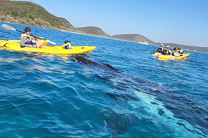 Rainbow Beach: Whale Watching Ocean Kayak Tour & Beach 4X4 - Why this Rainbow Beach trip feels different