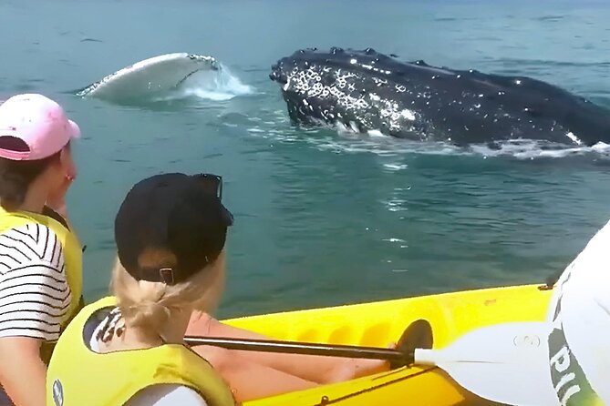 Rainbow Beach: Whale Watching Ocean Kayak Tour & Beach 4X4 - What the whale-watching kayak is really like
