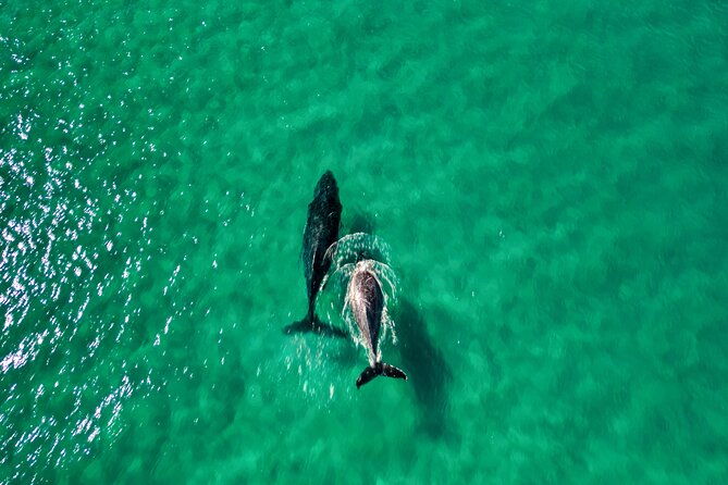 Rainbow Beach: Whale Watching Ocean Kayak Tour & Beach 4X4 - Price and what the $109.02 includes
