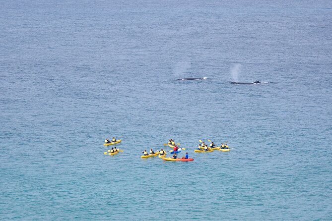 Rainbow Beach: Whale Watching Ocean Kayak Tour & Beach 4X4 - Who will enjoy this most