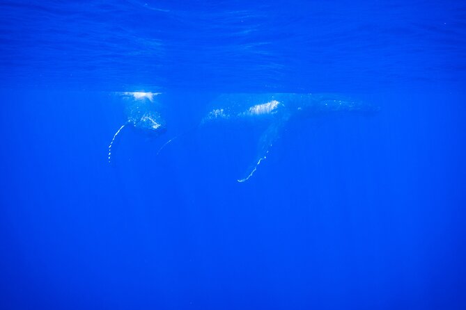 Respectful whale excursion to Tahiti in 4h30 - Meeting Tahiti’s humpbacks from a small boat