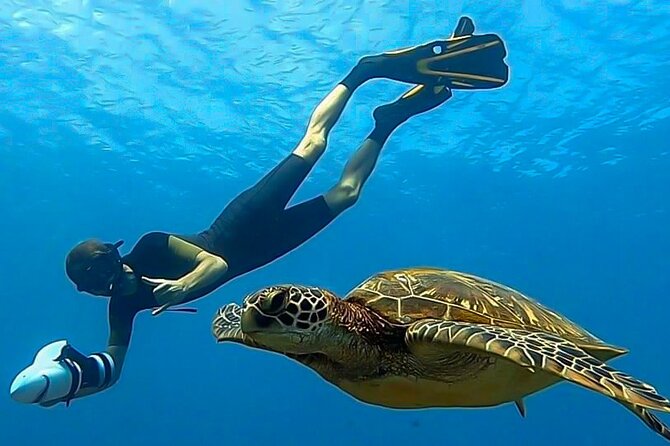 Respectful whale excursion to Tahiti in 4h30 - Who should book this Tahiti whale trip