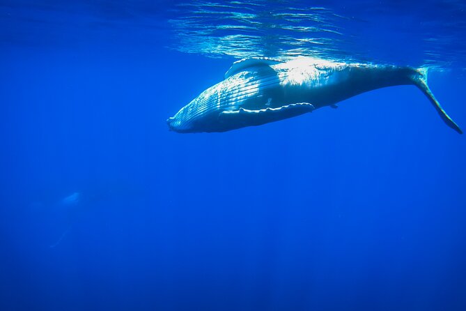 Respectful whale excursion to Tahiti in 4h30 - Spending up to four hours searching offshore