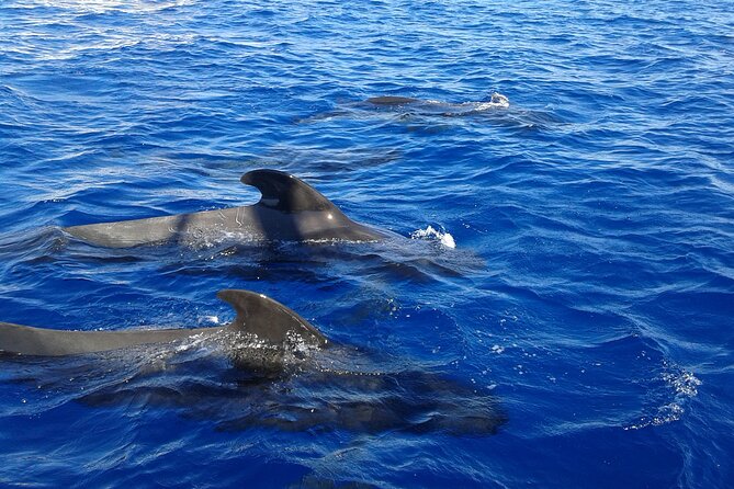 Respectful Whale Watching on a Wooden Boat and Swim - Who will enjoy this outing most