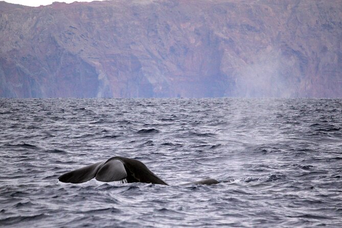 Responsible Whales and/or Dolphins Watching Tour - Leaving Funchal Marina on a purpose-built boat